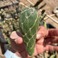 Opuntia zebrina f. reticulata — Cobra Cactus — Small Single