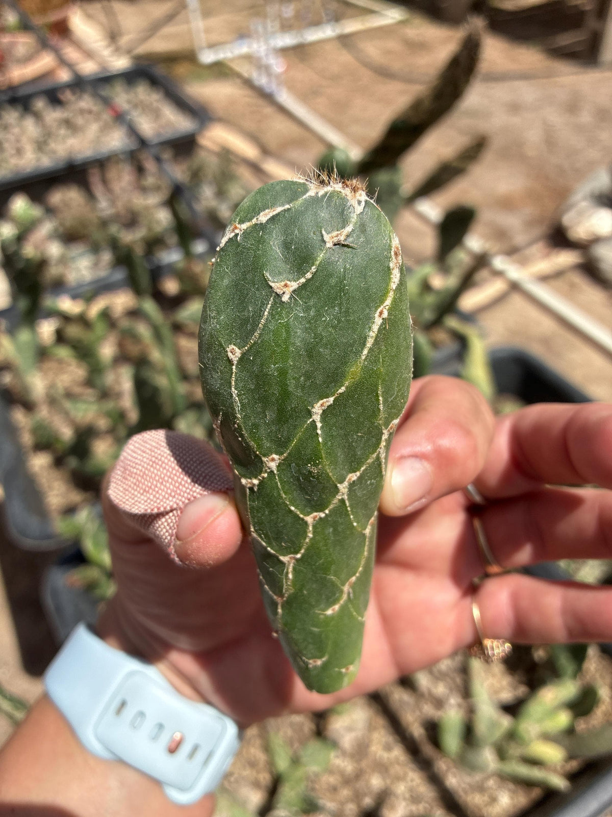 Opuntia zebrina f. reticulata — Cobra Cactus — Small Single