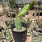Opuntia monacantha f. variegata