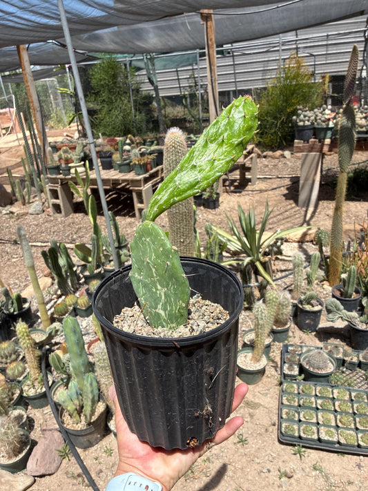 Opuntia monacantha f. variegata