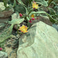 Opuntia monacantha f. variegata