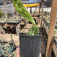 Opuntia monacantha f. variegata