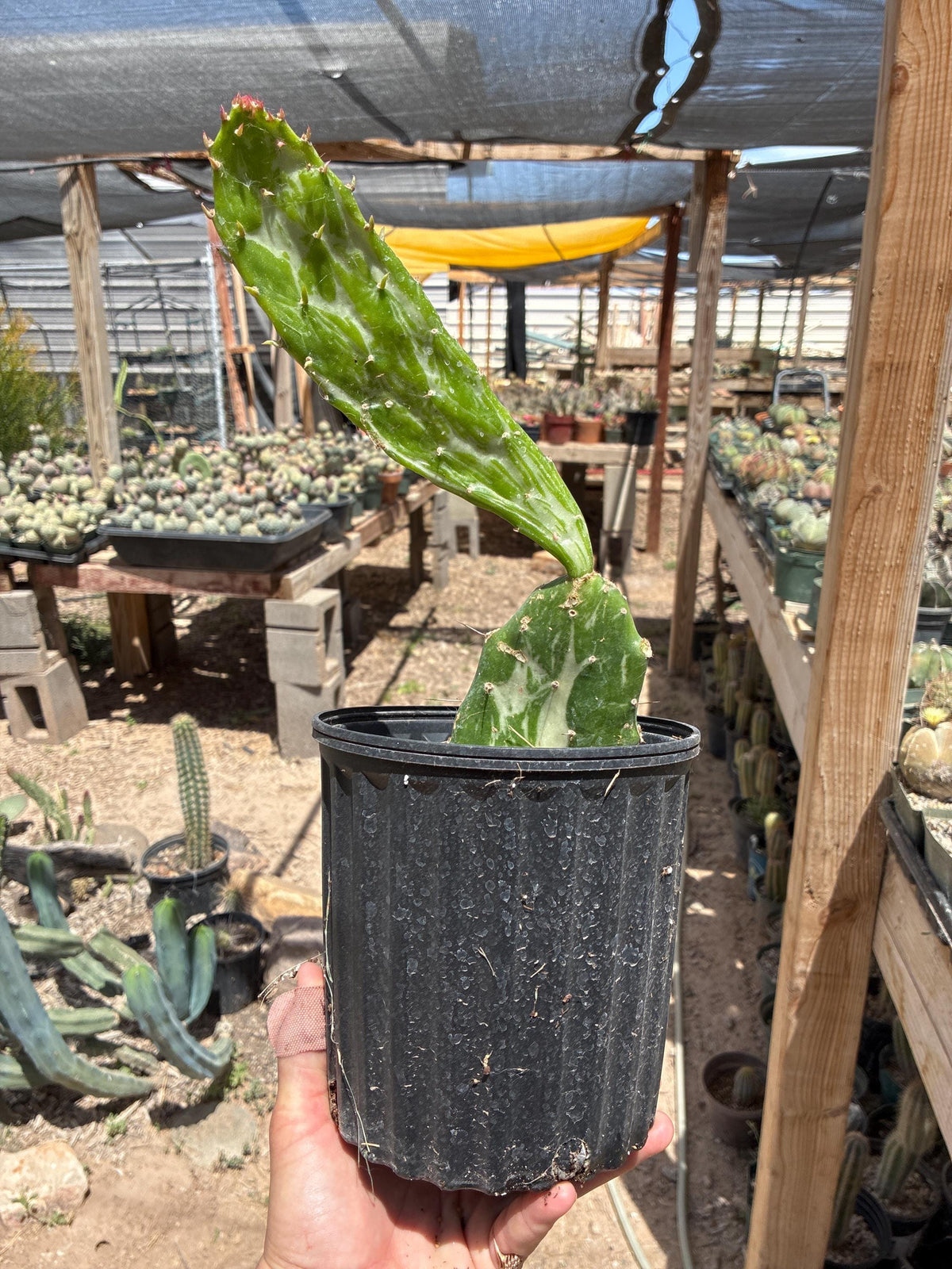 Opuntia monacantha f. variegata