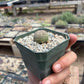 Euphorbia obesa — Baseball Plant - 10-Pack