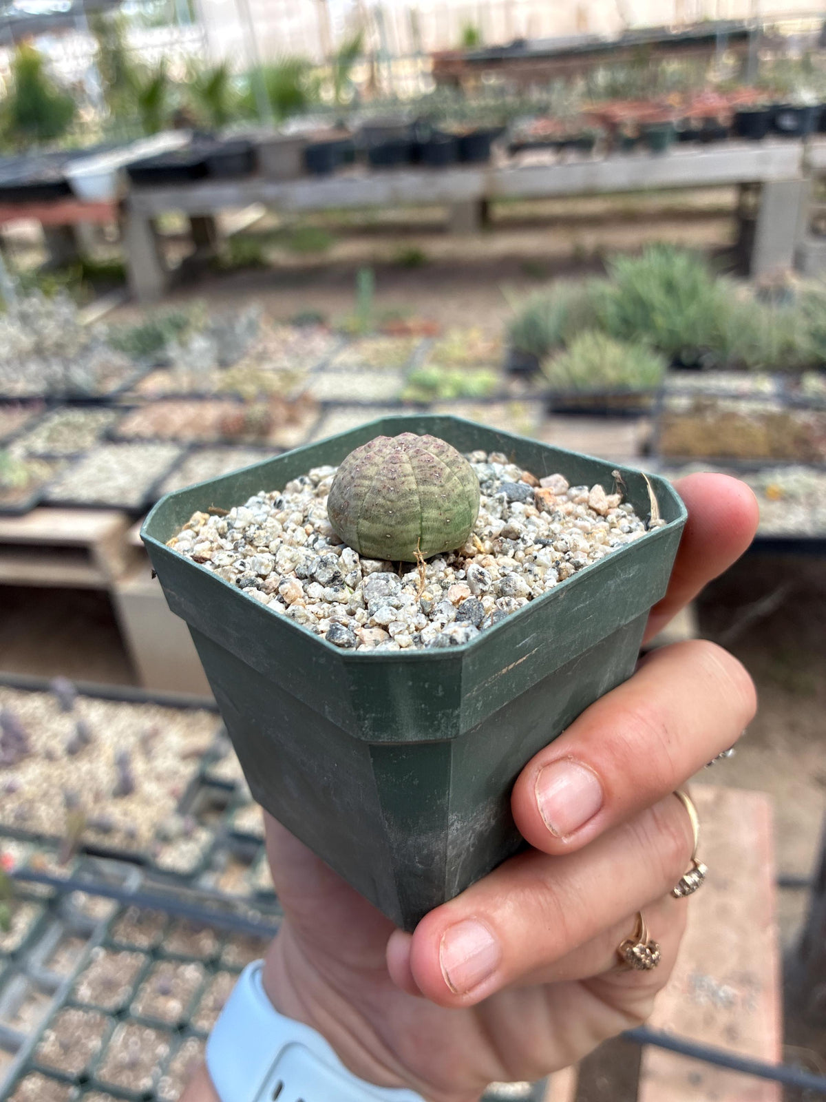 Euphorbia obesa — Baseball Plant - 10-Pack