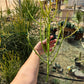 Firestick Cactus Cuttings — Euphorbia tirucalli 'Sticks on F