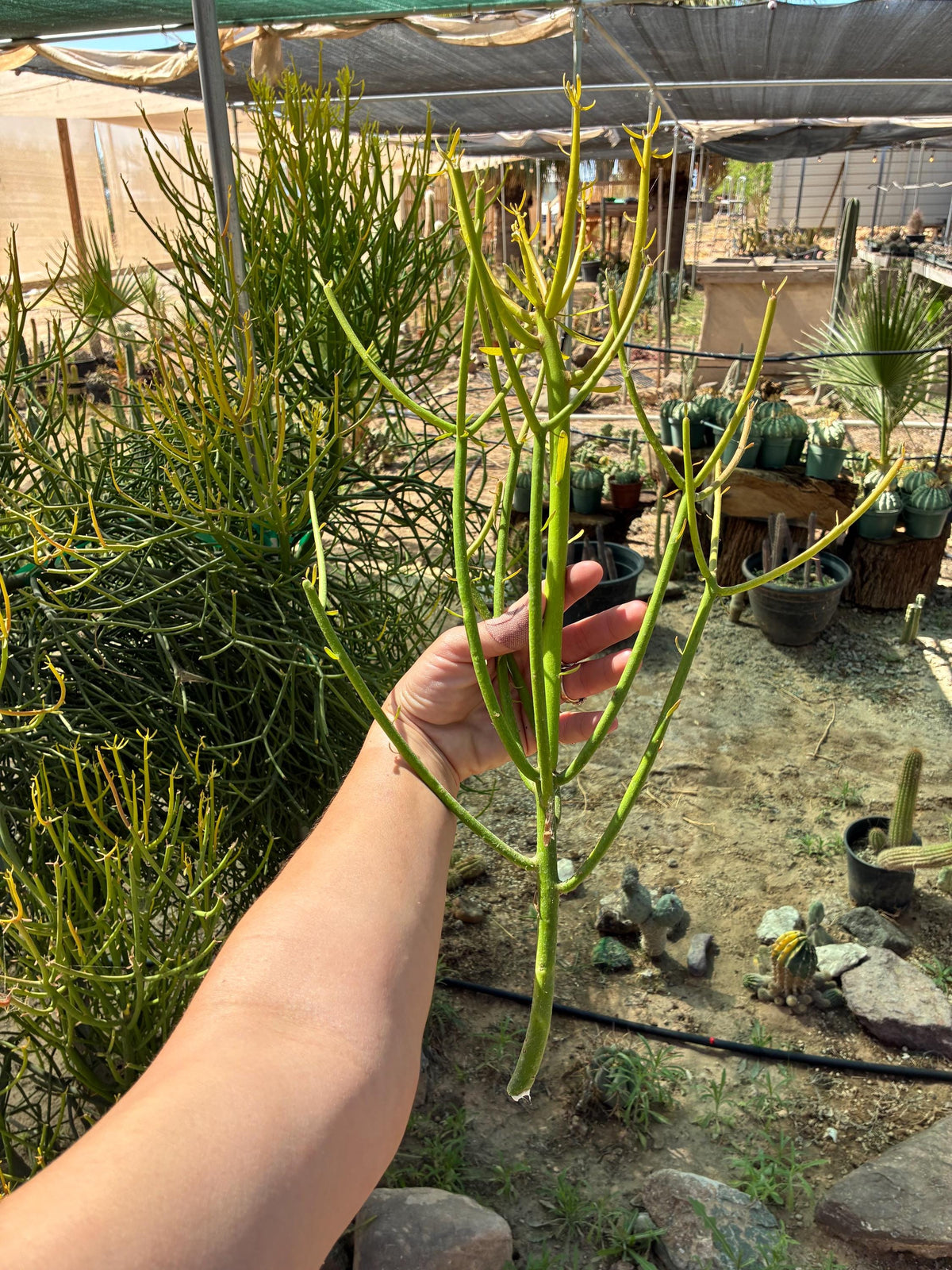 Firestick Cactus Cuttings — Euphorbia tirucalli 'Sticks on F