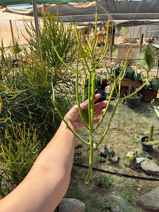 Firestick Cactus Cuttings — Euphorbia tirucalli 'Sticks on F