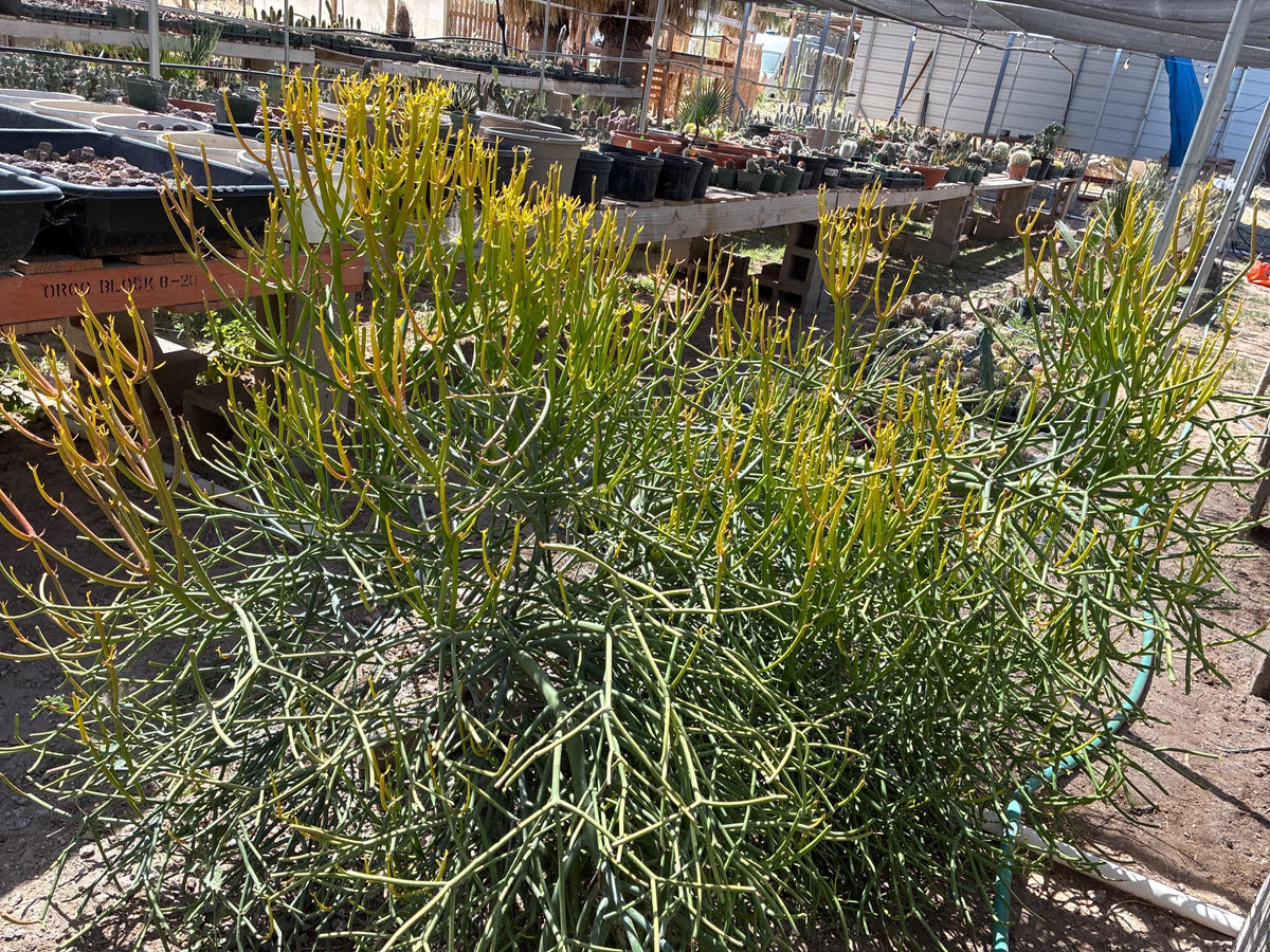Firestick Cactus Cuttings — Euphorbia tirucalli 'Sticks on F