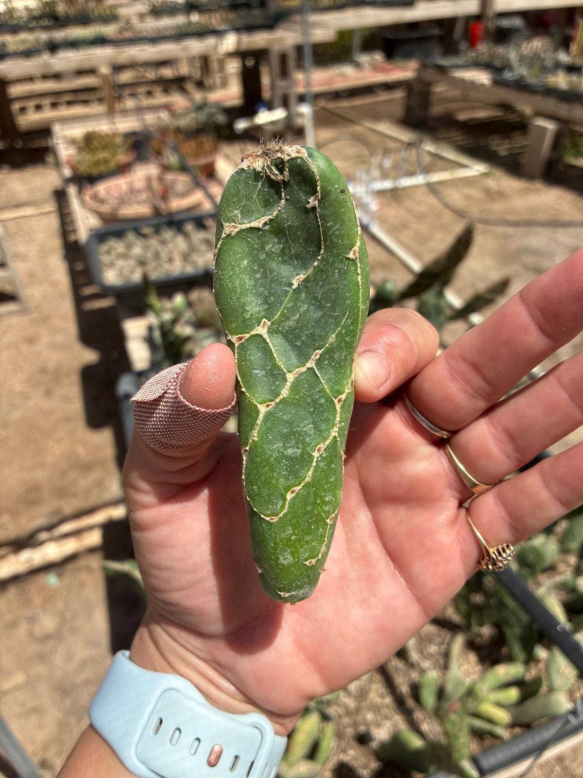 Opuntia zebrina f. reticulata — Cobra Cactus — Small Single
