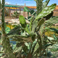 Opuntia monacantha f. variegata