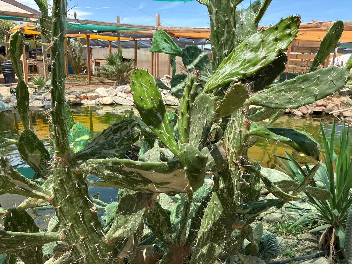 Opuntia monacantha f. variegata