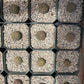 Euphorbia obesa — Baseball Plant - 10-Pack