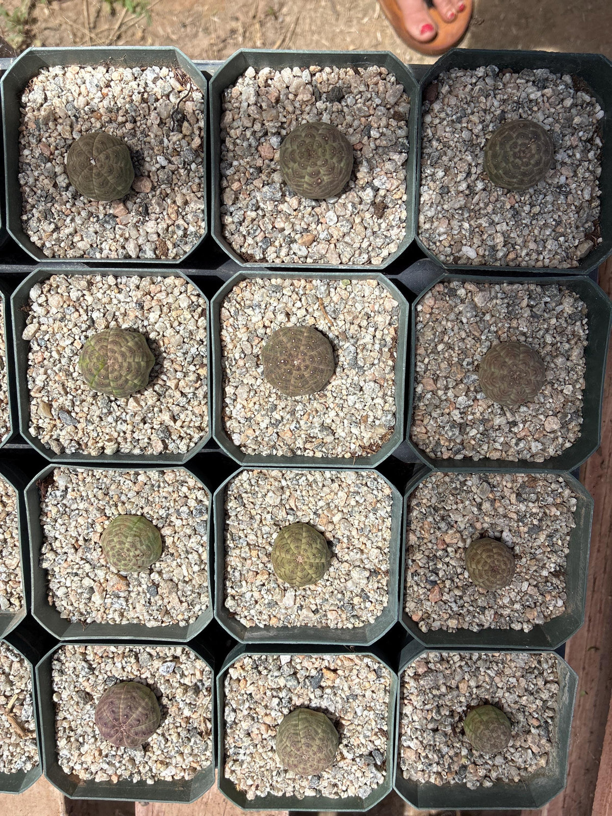 Euphorbia obesa — Baseball Plant - 10-Pack