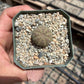 Euphorbia obesa — Baseball Plant - 10-Pack