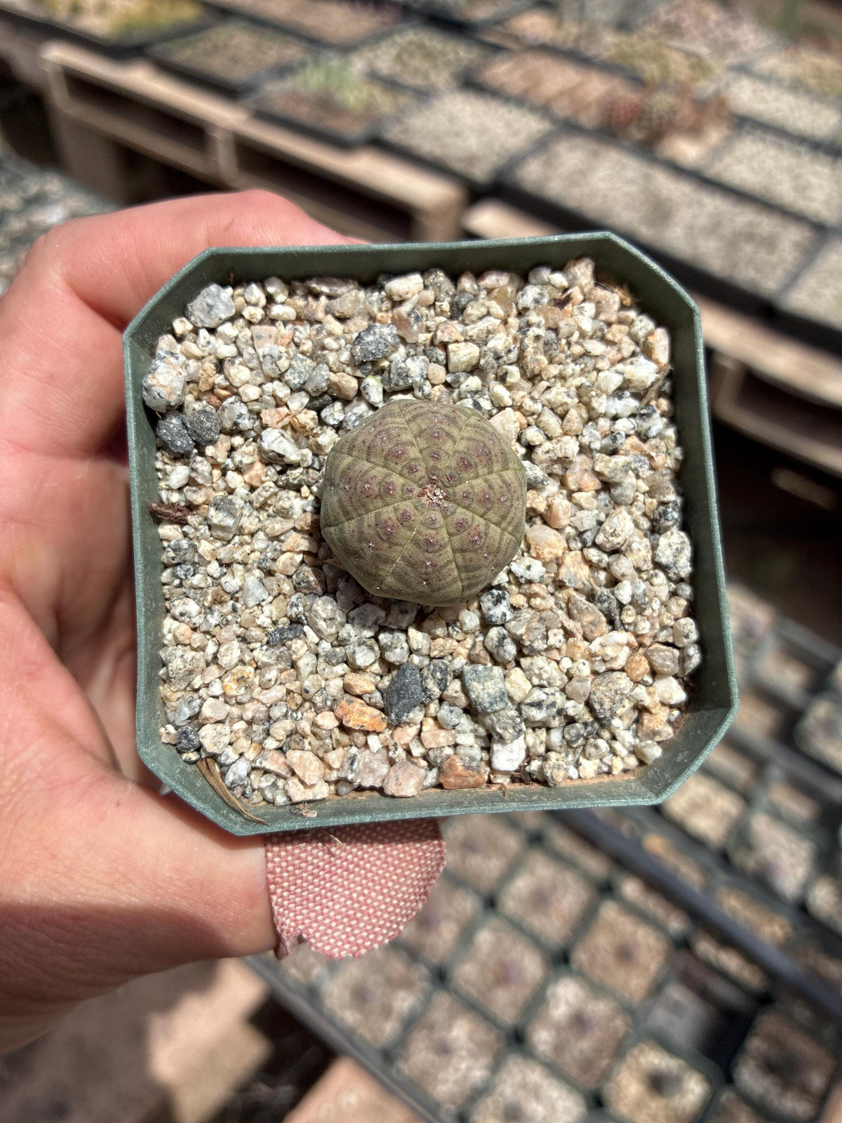 Euphorbia obesa — Baseball Plant - 10-Pack