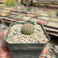 Euphorbia obesa — Baseball Plant - 10-Pack