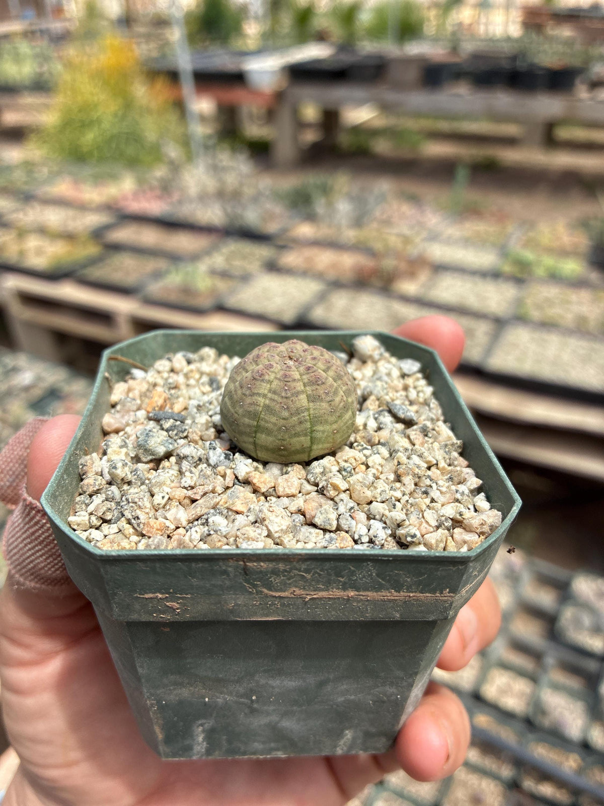 Euphorbia obesa — Baseball Plant - 10-Pack