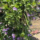 Snail Vine Seeds | Vigna caracalla Fragrant Climbing Vine