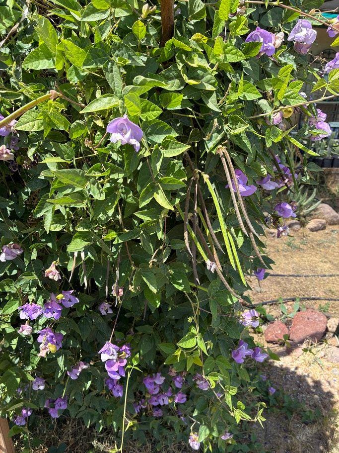 Snail Vine Seeds | Vigna caracalla Fragrant Climbing Vine