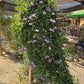 Snail Vine Seeds | Vigna caracalla Fragrant Climbing Vine