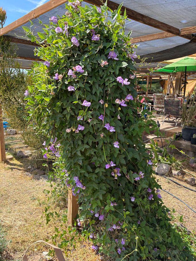 Snail Vine Seeds | Vigna caracalla Fragrant Climbing Vine