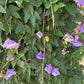 Snail Vine Seeds | Vigna caracalla Fragrant Climbing Vine