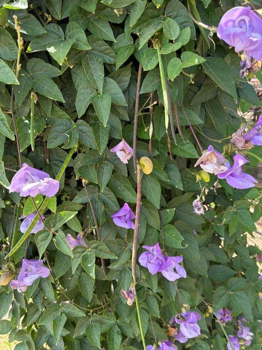 Snail Vine Seeds | Vigna caracalla Fragrant Climbing Vine