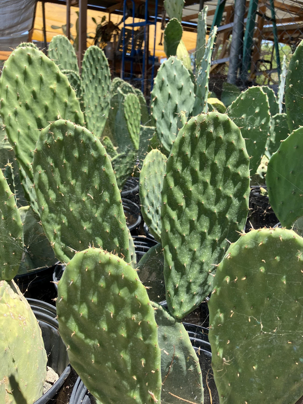 Opuntia ficus-indica - unrooted pad