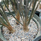Astrophytum caput-medusae Cactus Seeds