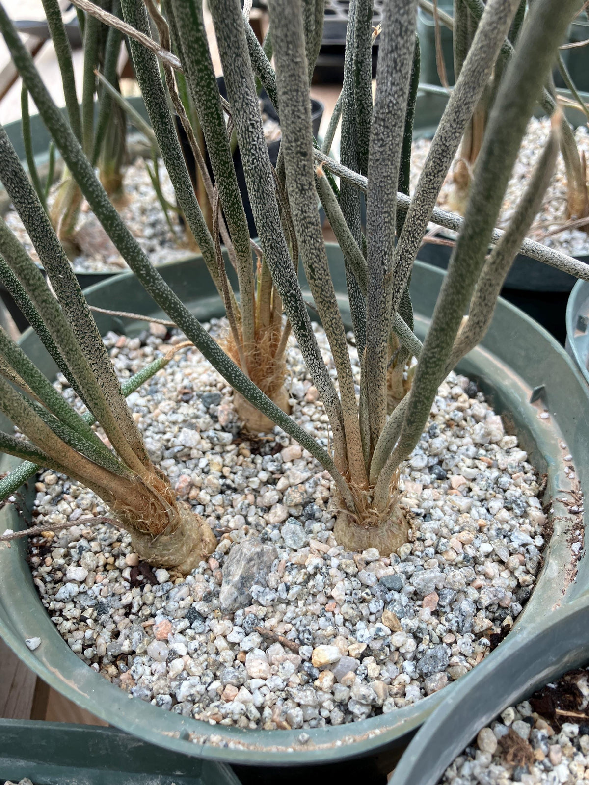 Astrophytum caput-medusae Cactus Seeds