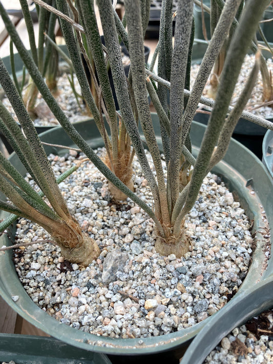 Astrophytum caput-medusae Cactus Seeds