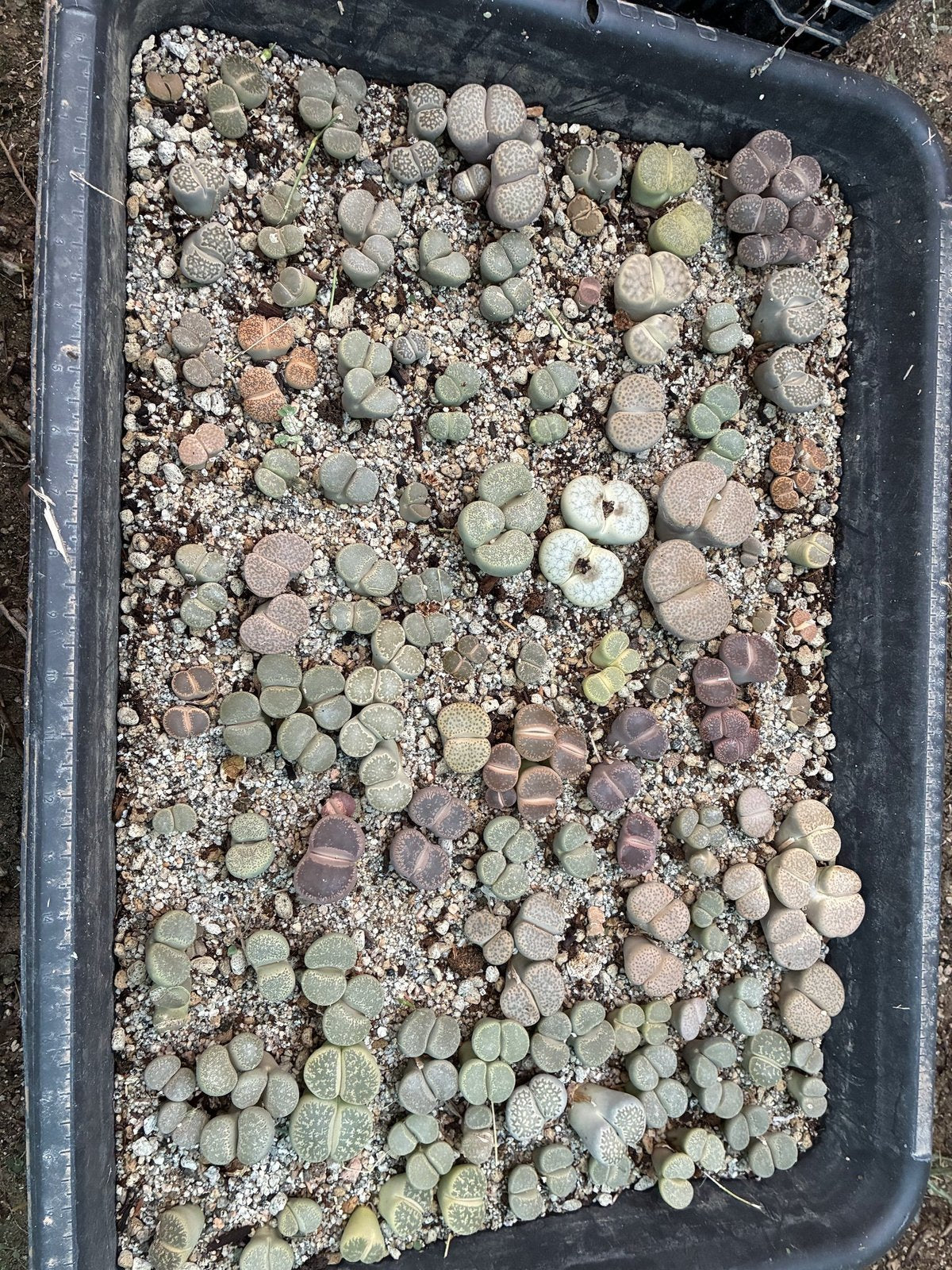 Tray of seed-grown Lithops at Blythe Cactus Farm