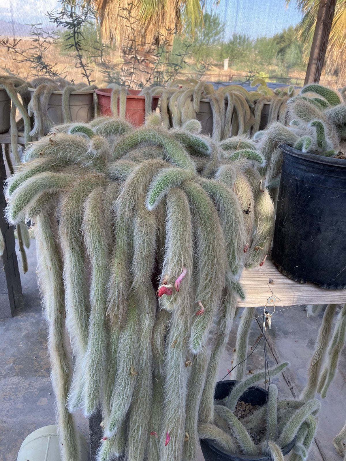 Monkey tail cactus parent plant at Blythe Cactus Farm