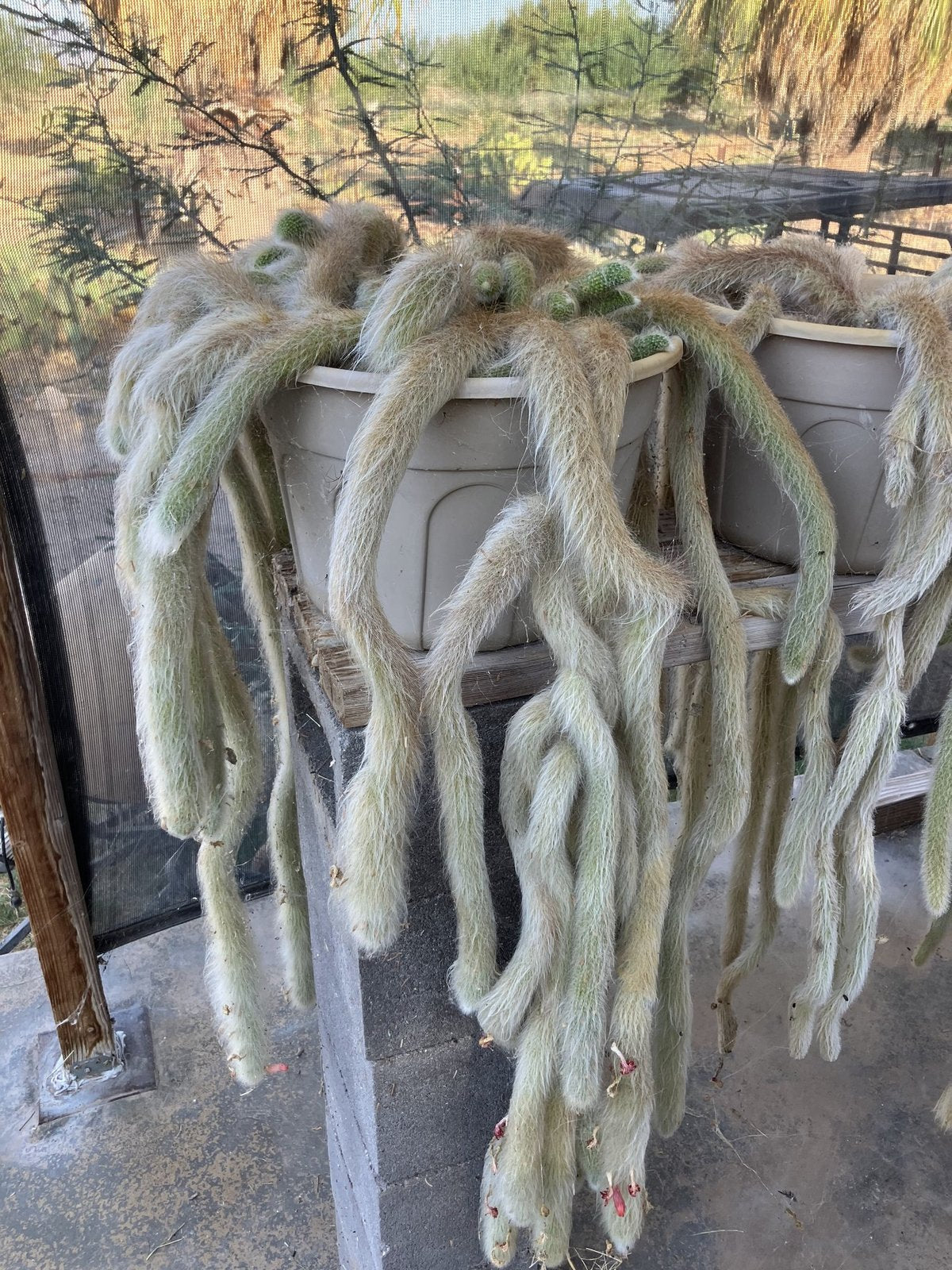 Furry monkey tail cactus stems at Blythe Cactus Farm