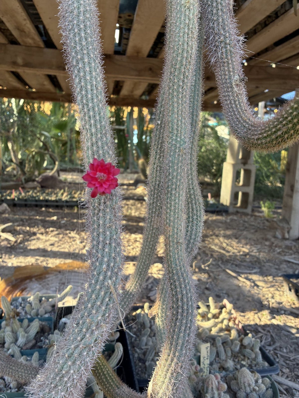 Red monkey tail cactus flower