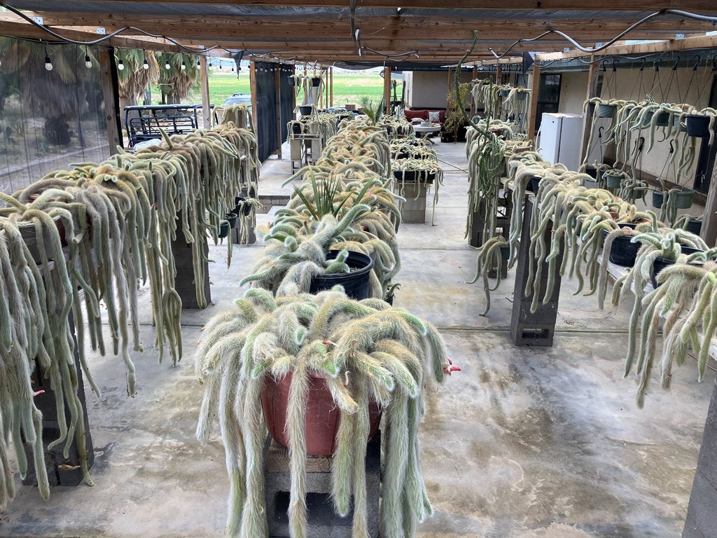 Our monkey tail cactus house