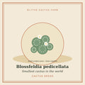 Blossfeldia pedicellata – World's Smallest Cactus Seeds