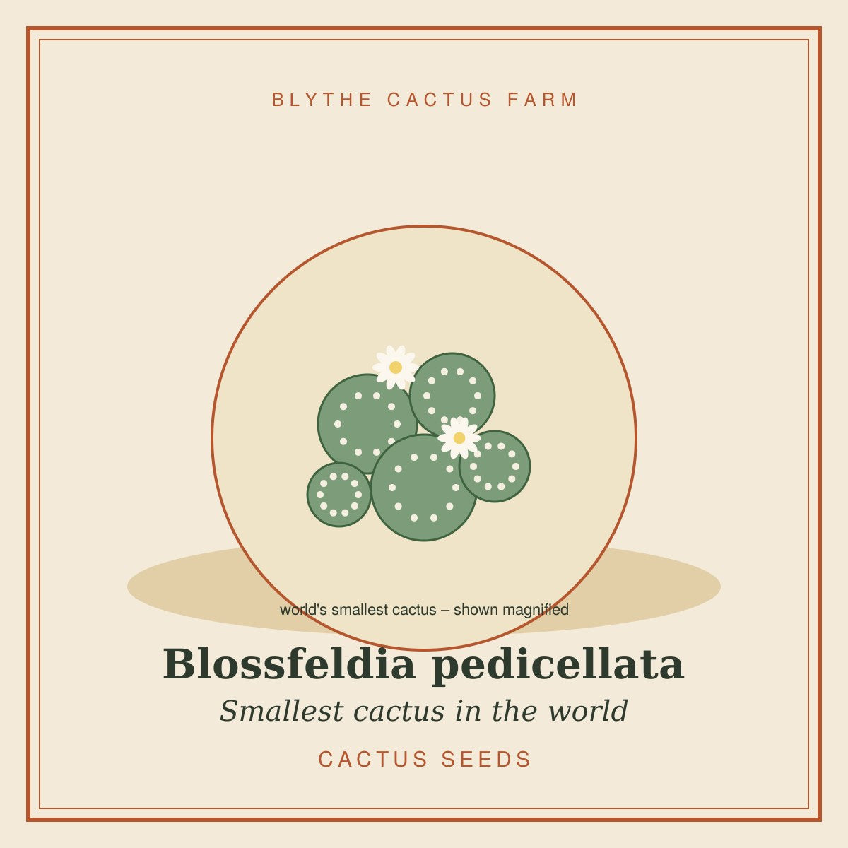 Blossfeldia pedicellata – World's Smallest Cactus Seeds