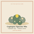Copiapoa Species Mix – Chilean Cactus Seeds