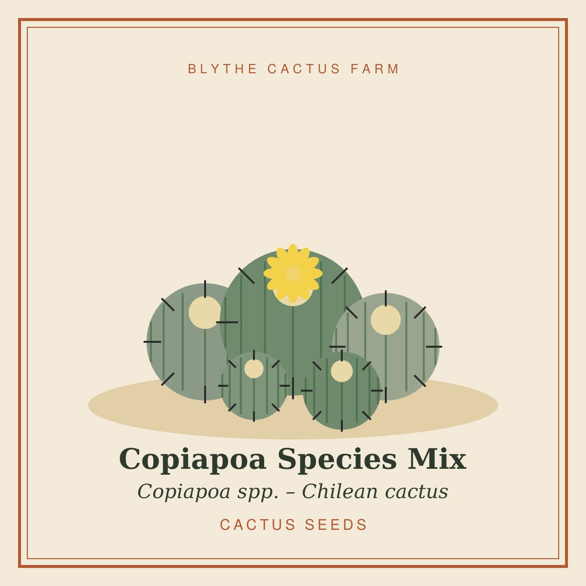 Copiapoa Species Mix – Chilean Cactus Seeds