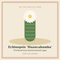 Echinopsis 'Huancabamba' – Trichocereus Cactus Seeds