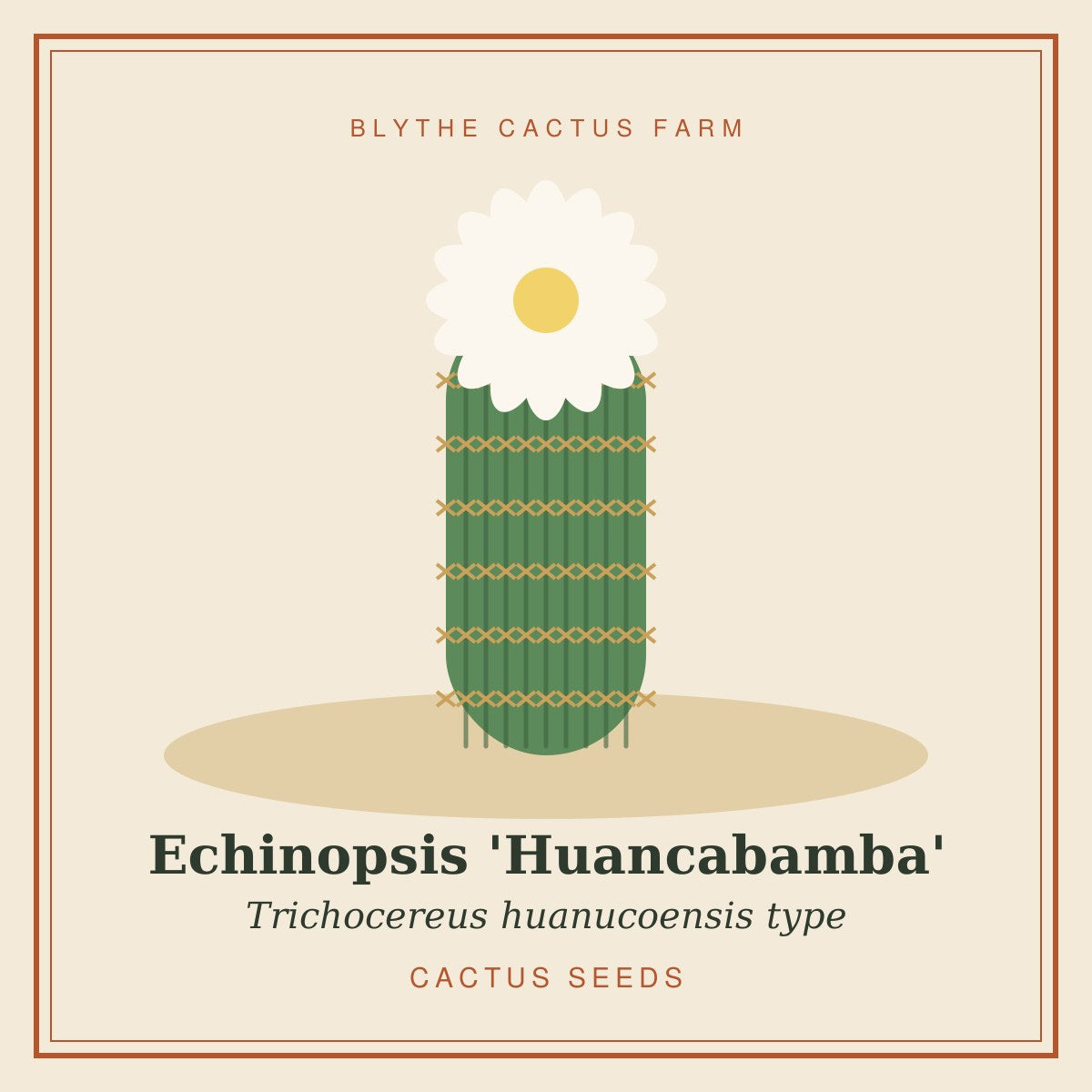 Echinopsis 'Huancabamba' – Trichocereus Cactus Seeds