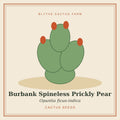 Opuntia ficus-indica 'Burbank Spineless' – Prickly Pear Cactus Seeds