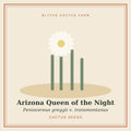 Peniocereus greggii v. transmontanus – Arizona Queen of the Night Cactus Seeds