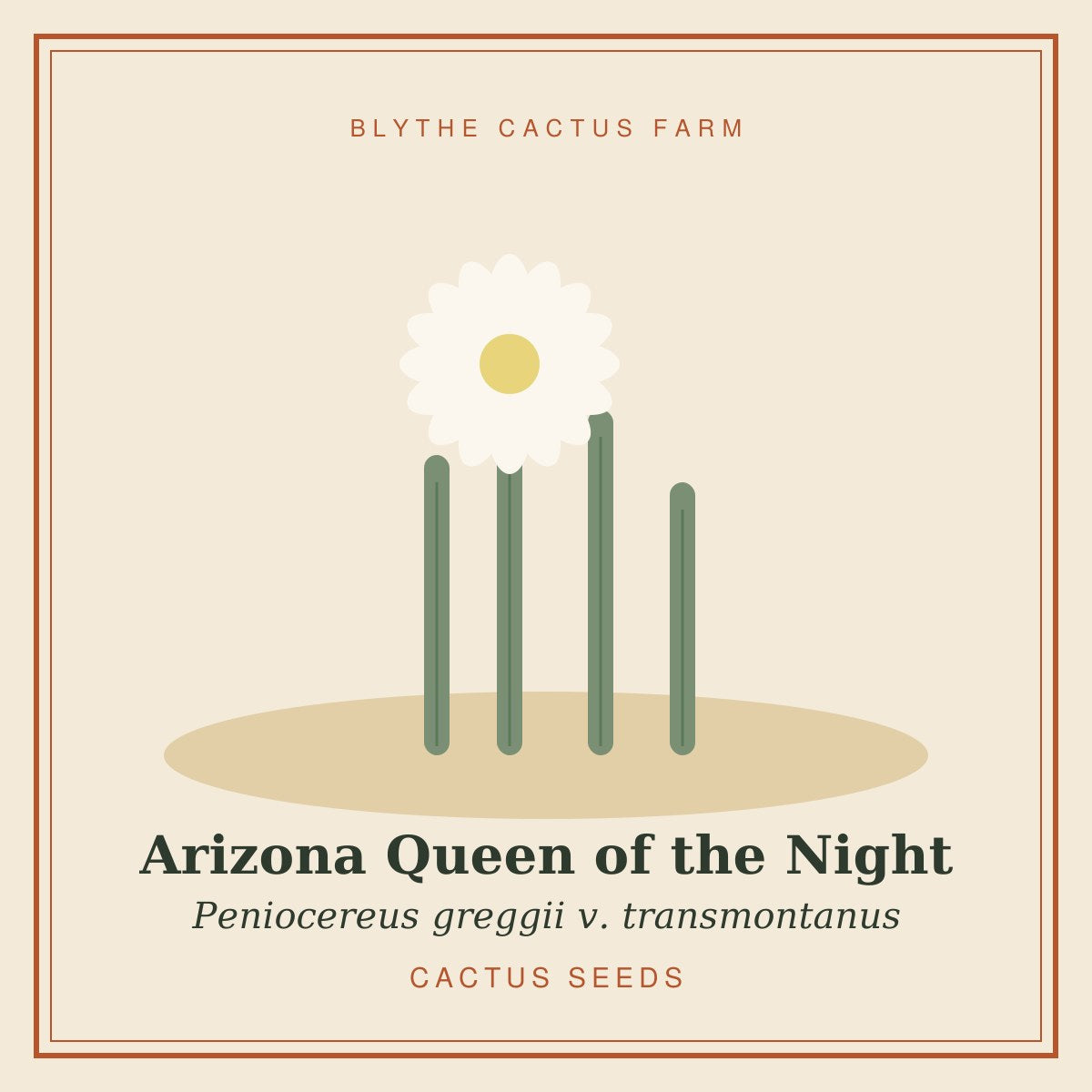 Peniocereus greggii v. transmontanus – Arizona Queen of the Night Cactus Seeds
