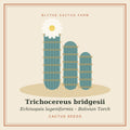 Trichocereus bridgesii – Bolivian Torch Cactus Seeds