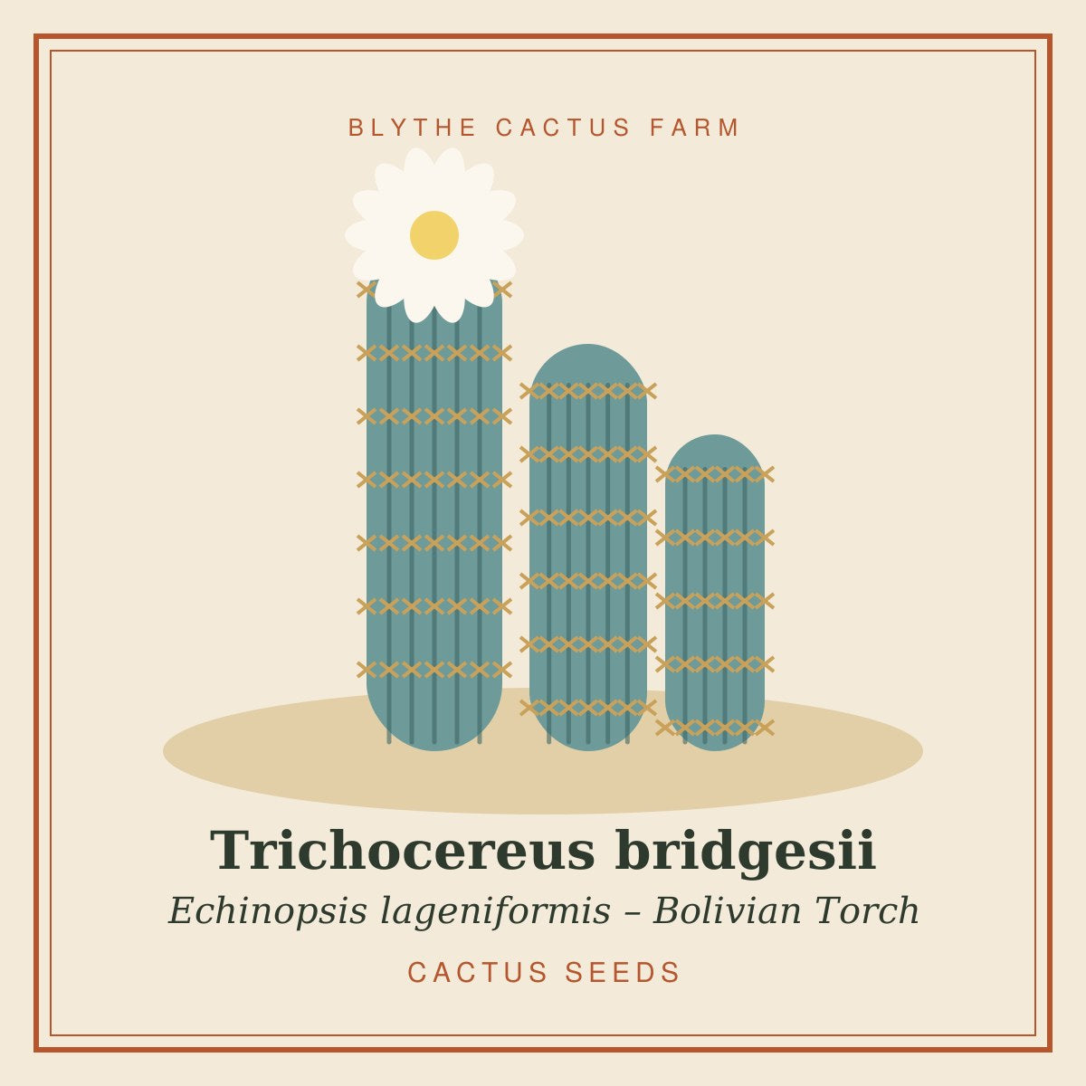 Trichocereus bridgesii – Bolivian Torch Cactus Seeds