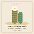 Trichocereus chilensis – Quisco Cactus Seeds