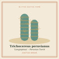 Trichocereus peruvianus 'Longispinus' – Peruvian Torch Cactus Seeds